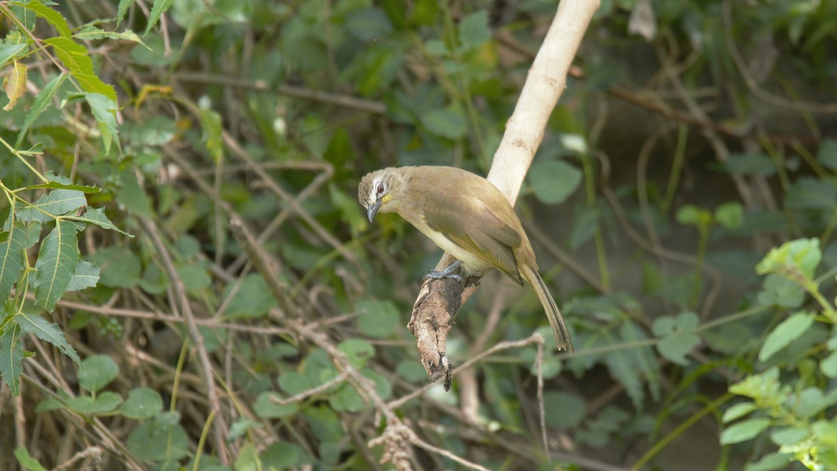 White-browed Bulbul - ML117980271