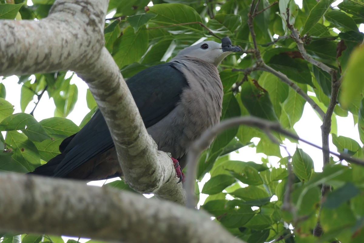 Pacific Imperial-Pigeon - ML117980431