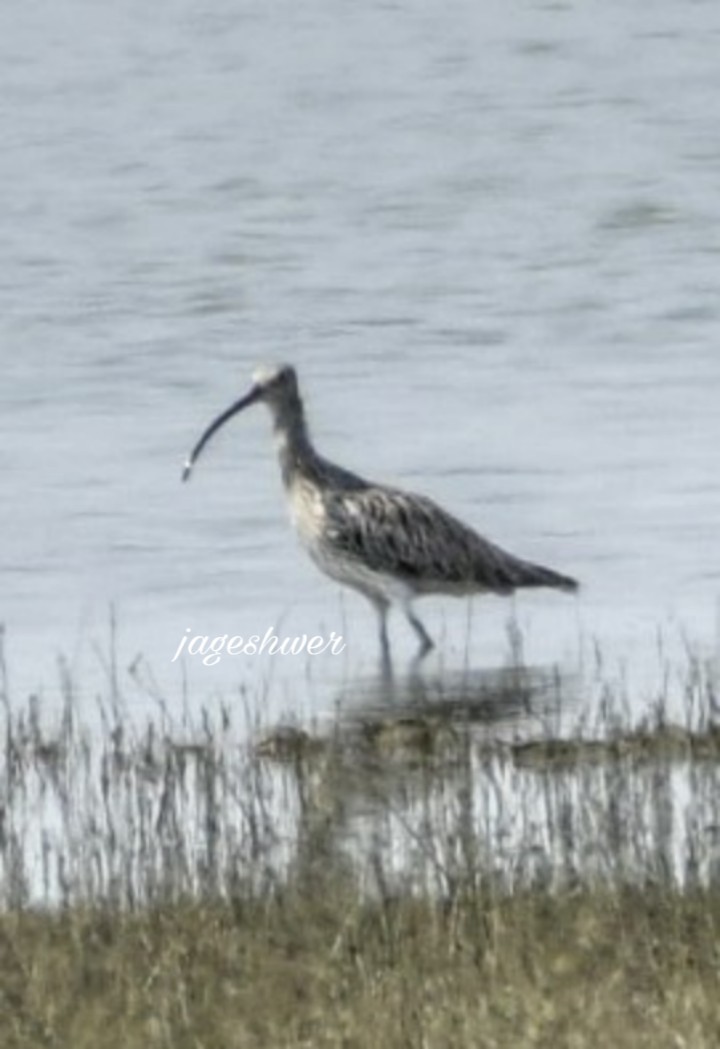 Eurasian Curlew - ML117981271