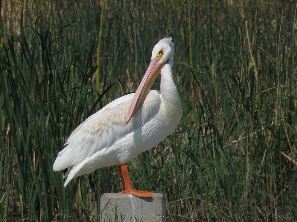 American White Pelican - ML117981501