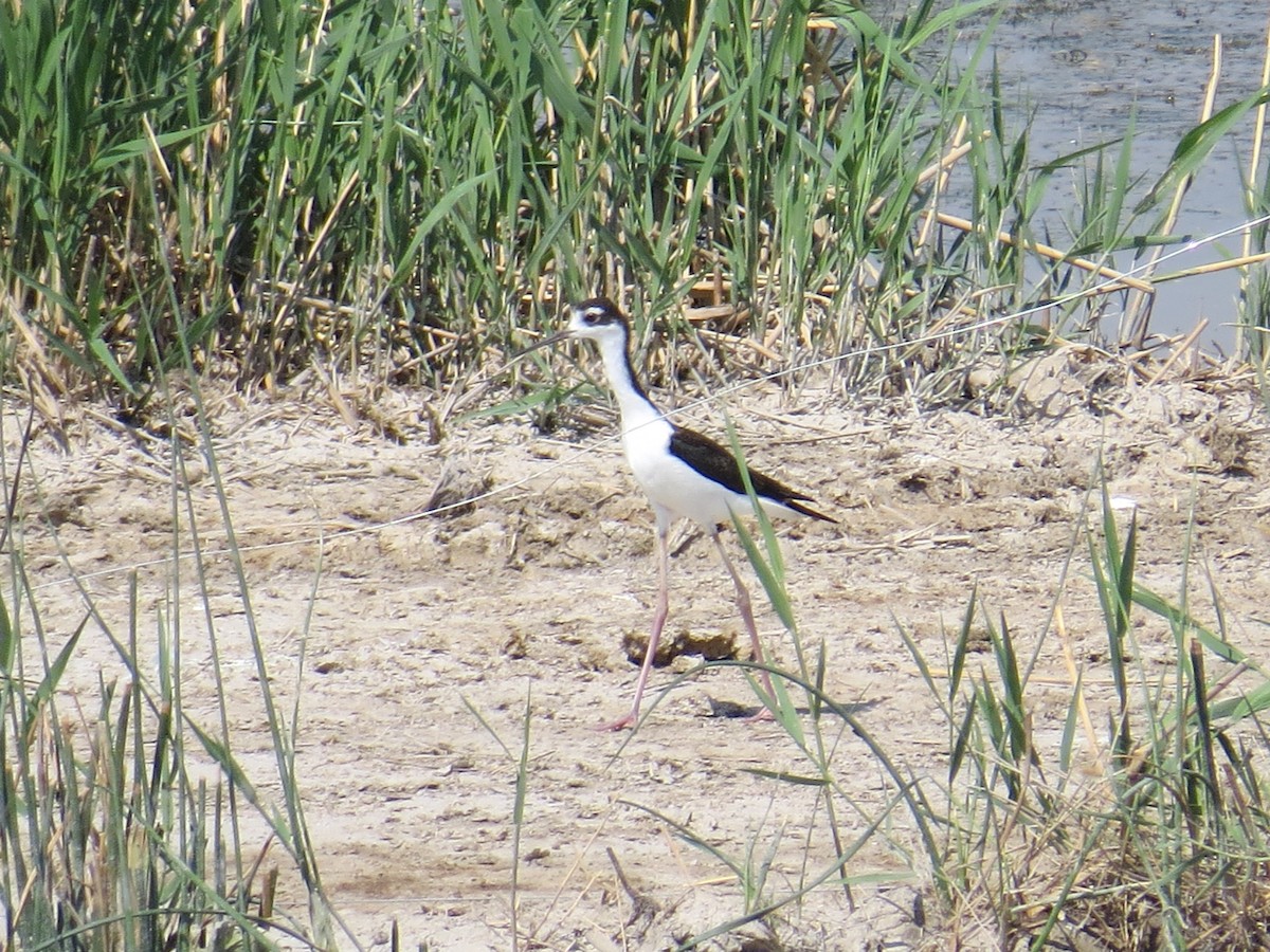 Black-necked Stilt - ML117981621