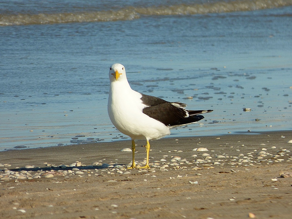 Goéland dominicain - ML117987261