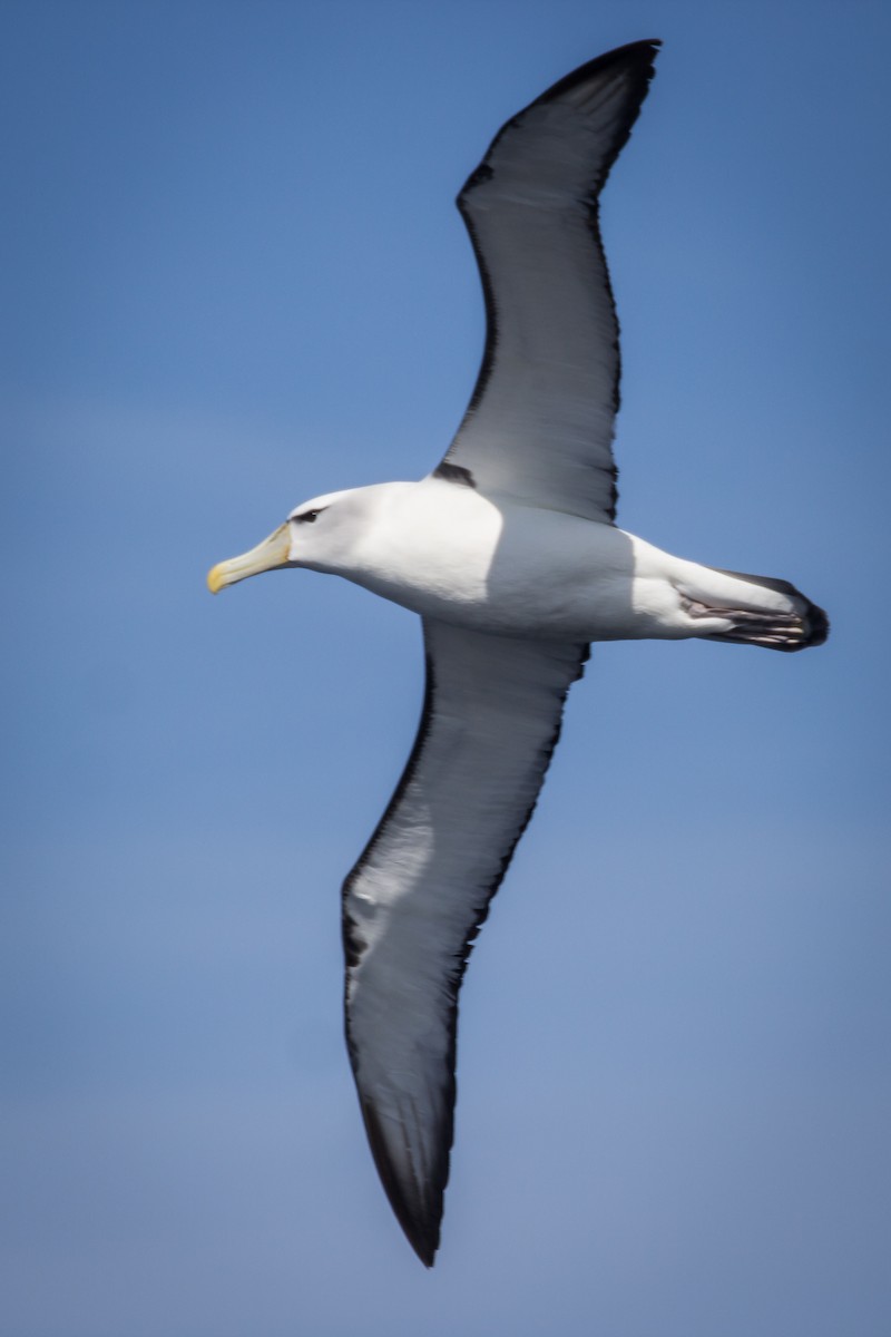 albatros šelfový - ML117987551