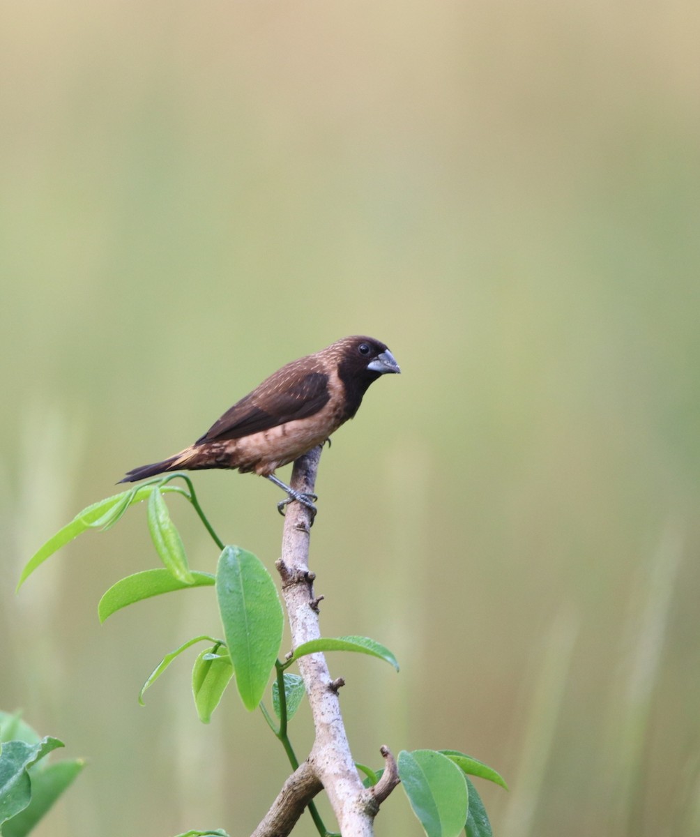 Black-throated Munia - Vignesh Bhat