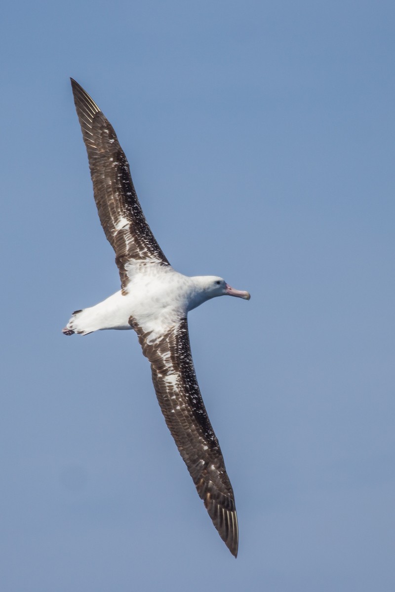 Albatros de las Antípodas (gibsoni) - ML117988591
