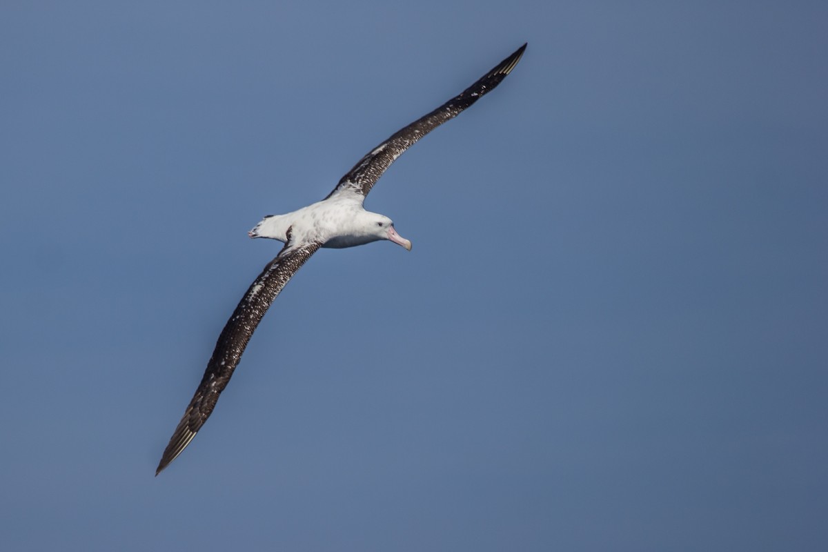 Albatros de las Antípodas (gibsoni) - ML117988601