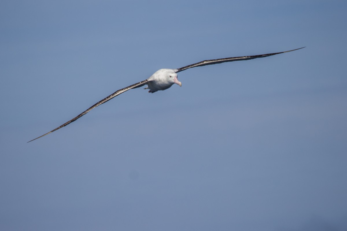 Albatros de las Antípodas (gibsoni) - ML117988611