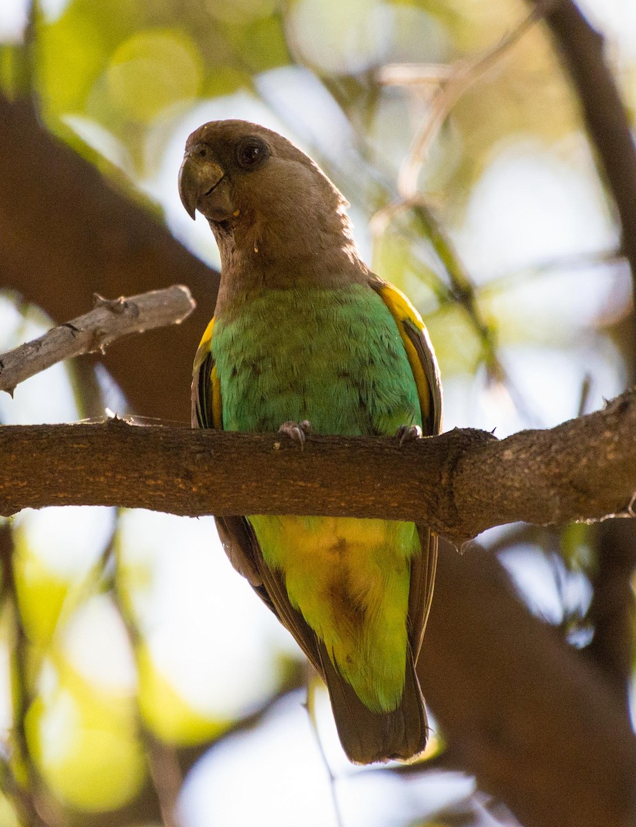 Meyer's Parrot - ML117988871