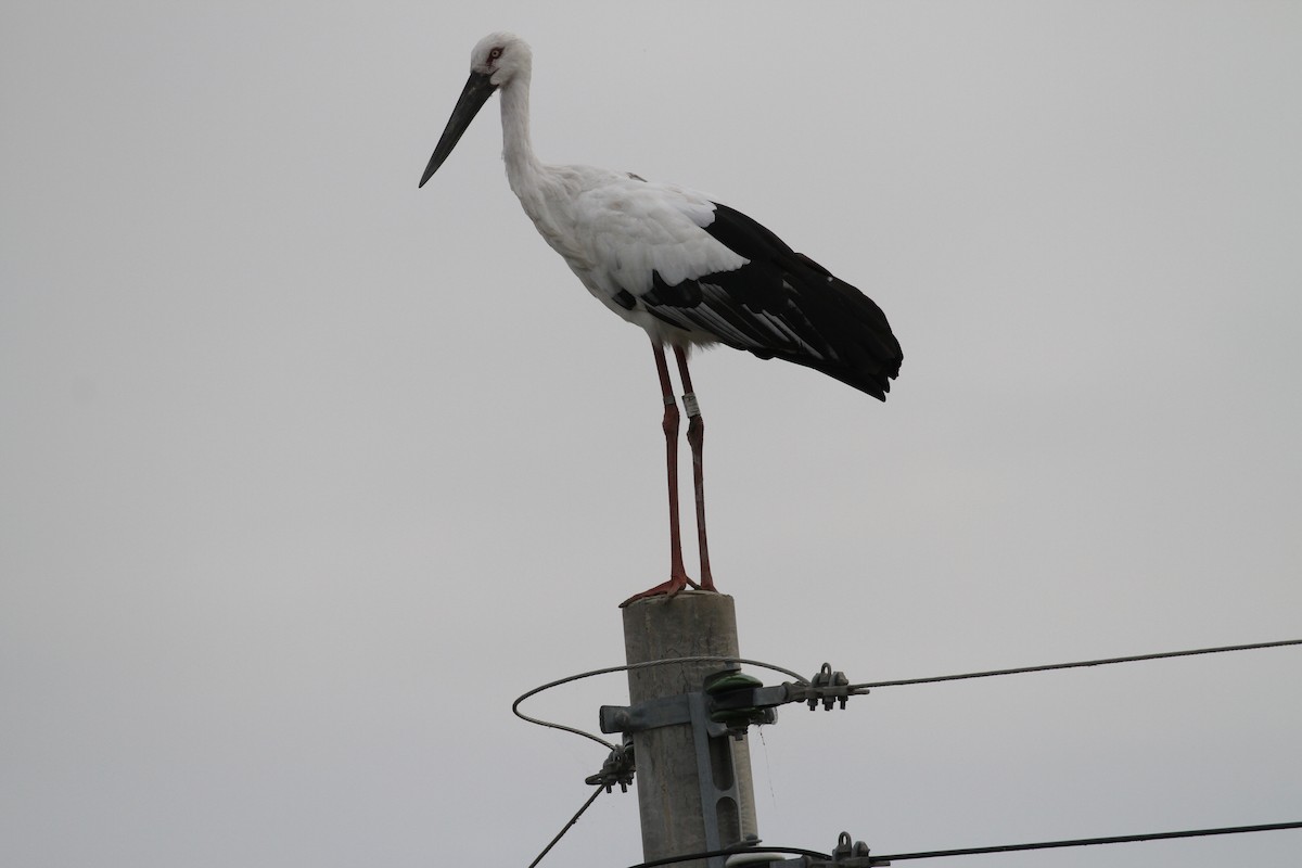 Schwarzschnabelstorch - ML117989031