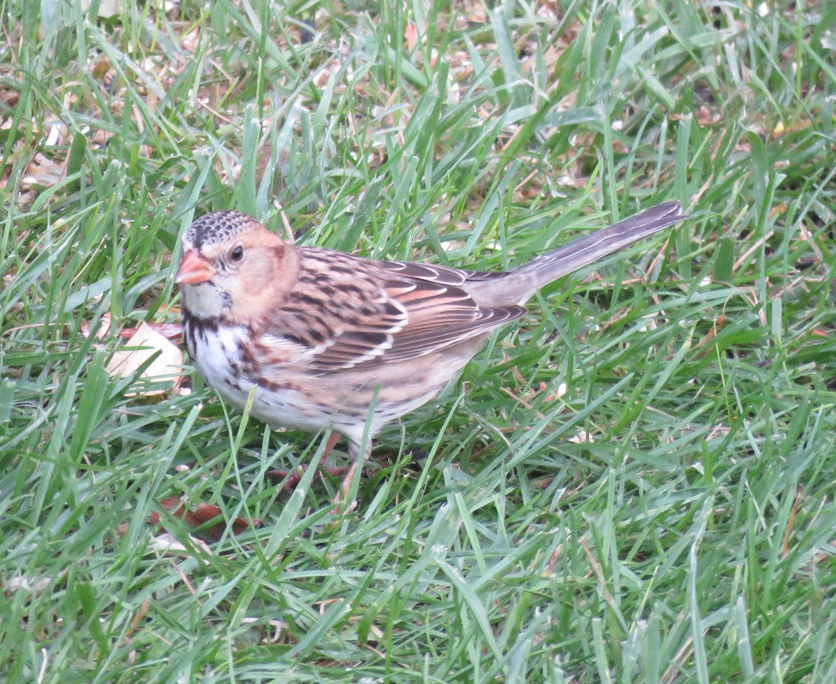 Harris's Sparrow - ML117991531