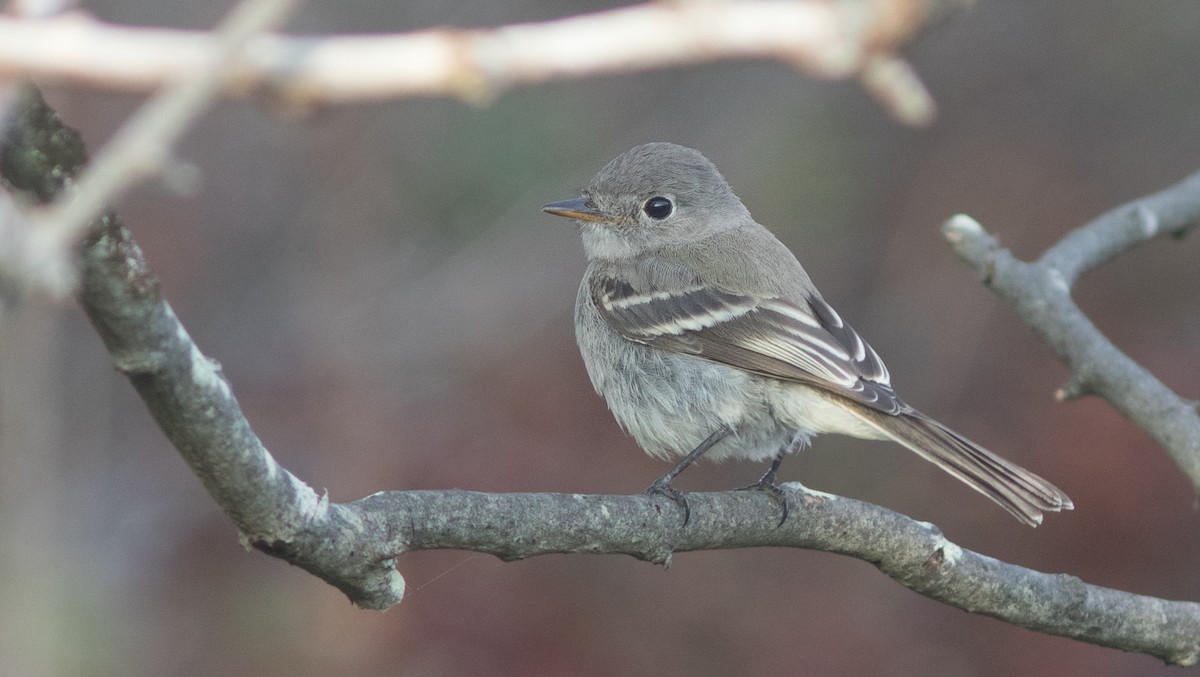 Gray Flycatcher - ML117992001