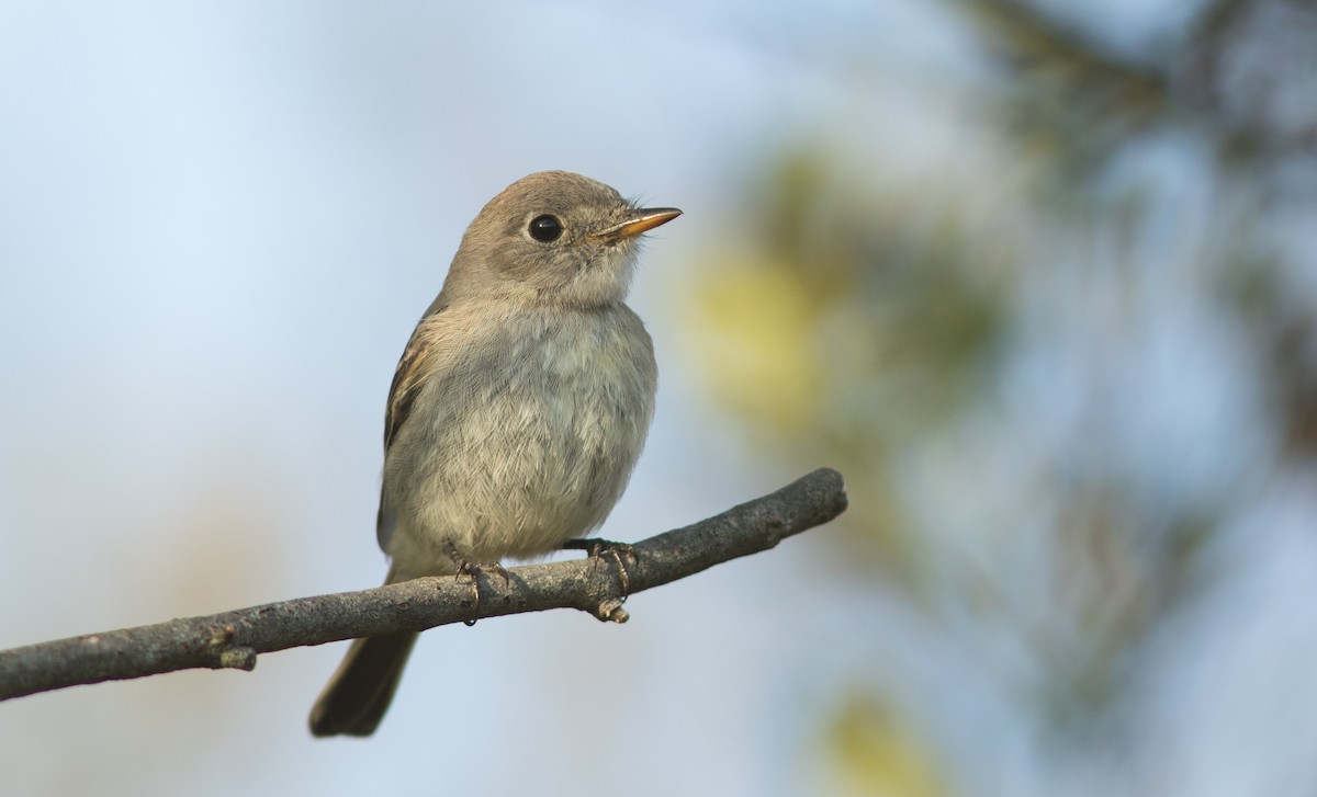 Gray Flycatcher - Doug Hitchcox
