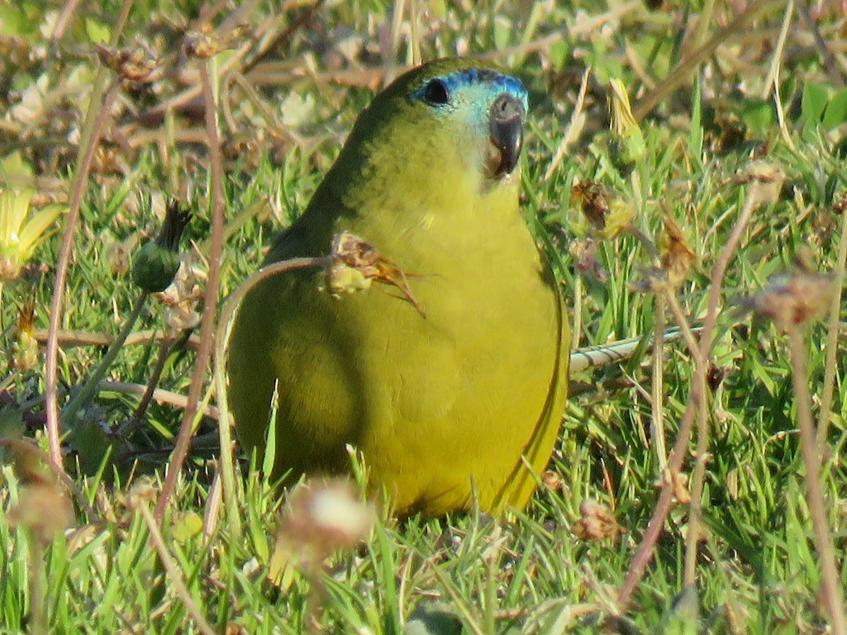 Rock Parrot - ML117992311