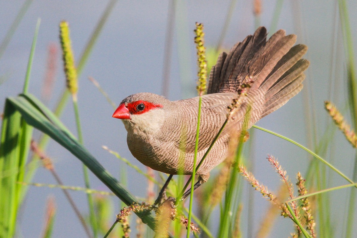 Common Waxbill - Zé Edu Camargo