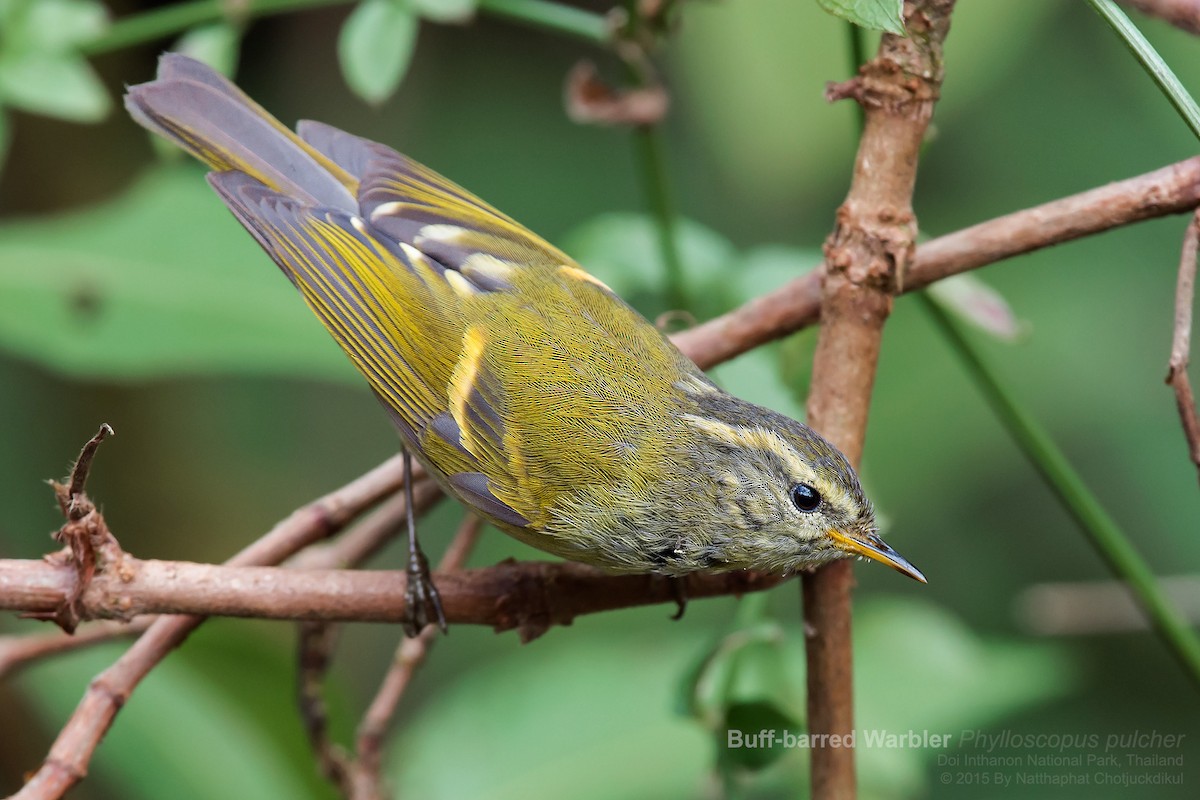 Mosquitero Elegante - ML117992631