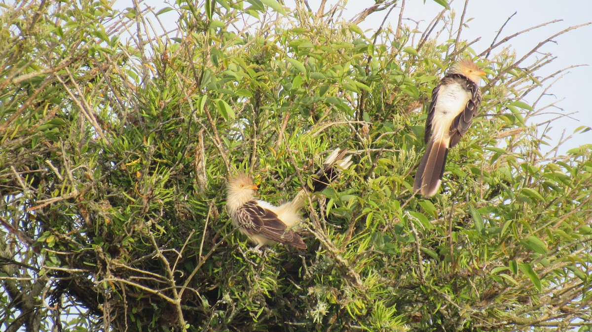 Guira Cuckoo - ML117993751