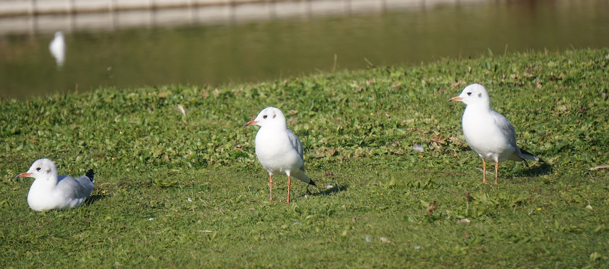 Mouette rieuse - ML117993981