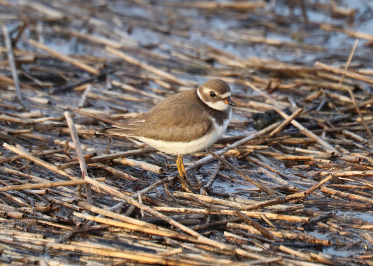 Semipalmated Plover - Rick&Peggy Price