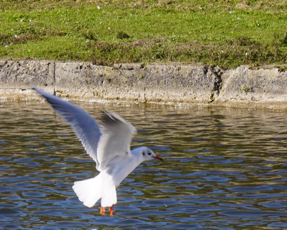 Mouette rieuse - ML117994361
