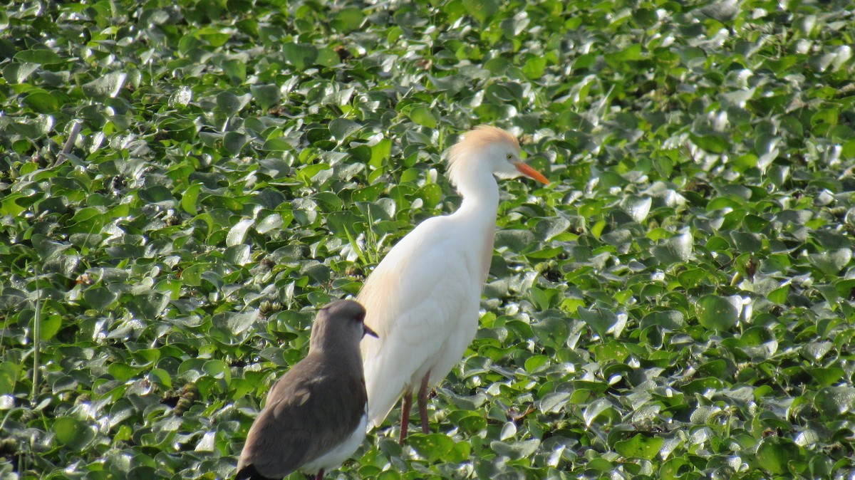 Western Cattle Egret - ML117994391