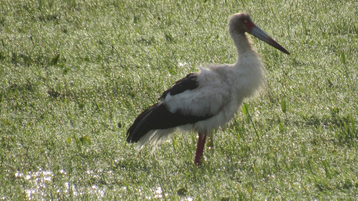 Maguari Stork - Luis  Weymar Junior