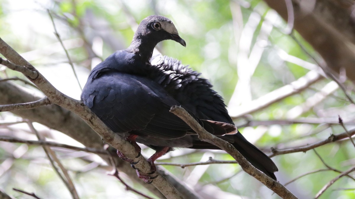 White-crowned Pigeon - Sandi Templeton