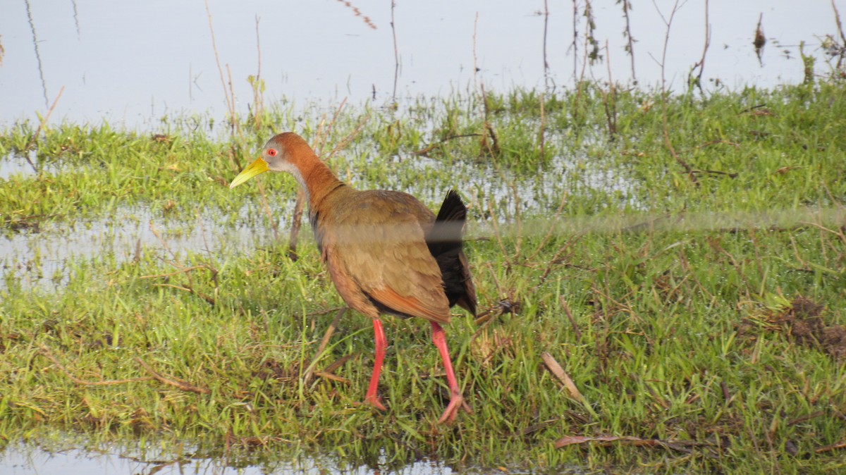 Giant Wood-Rail - ML117994831