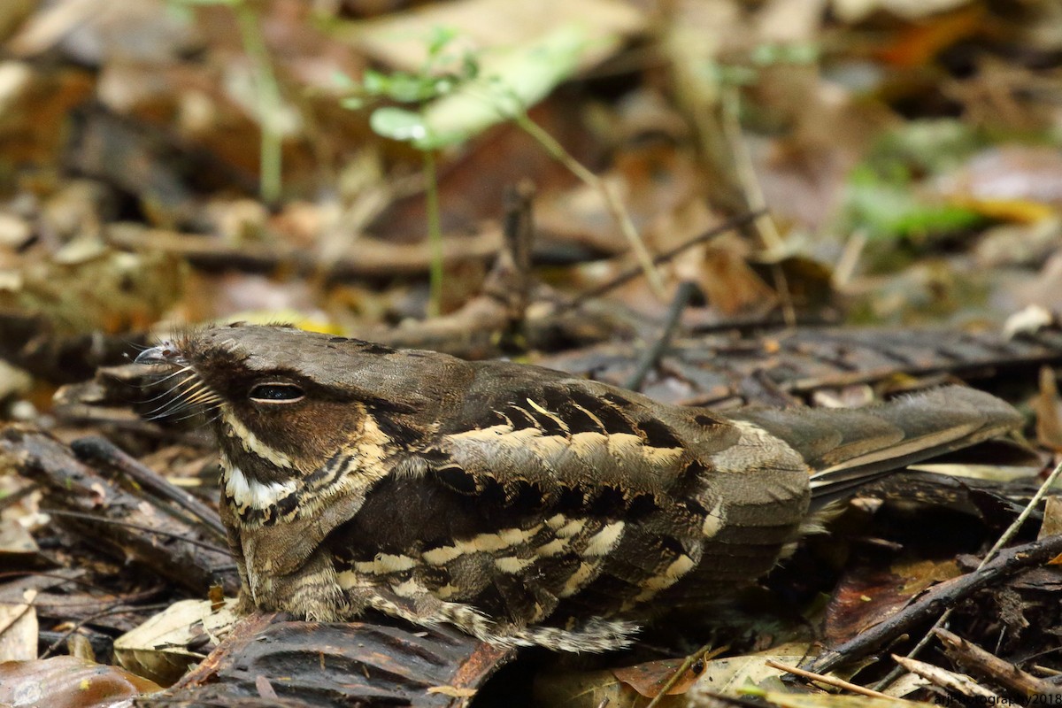 Jerdon's Nightjar - ML117995361