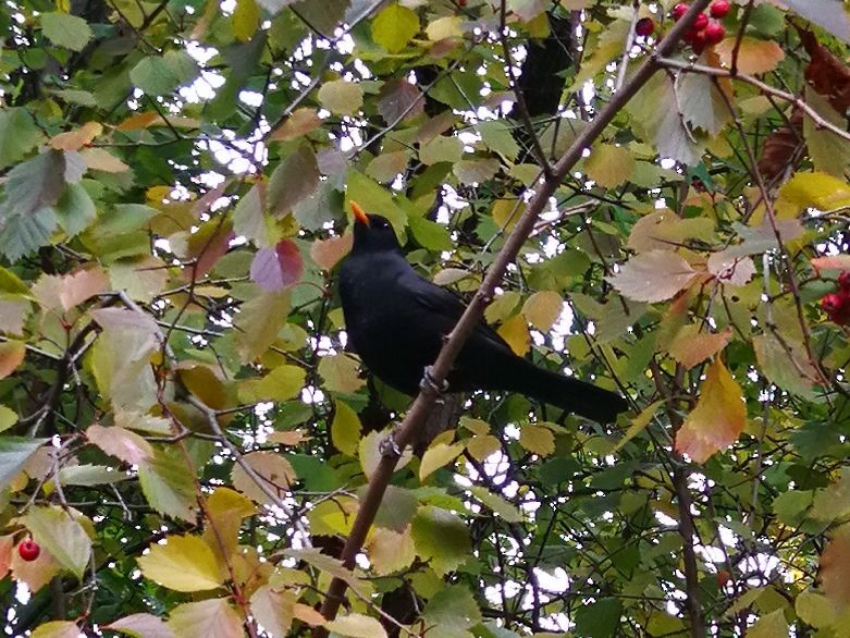 Eurasian Blackbird - ML117995511