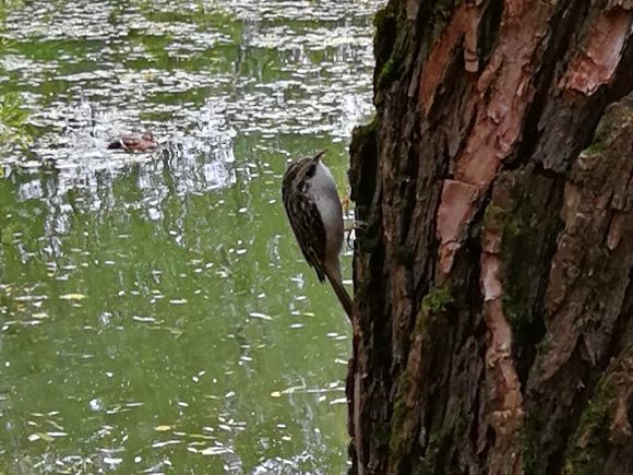 Eurasian Treecreeper - ML117996271