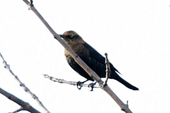 Rusty Blackbird - Terri Kershaw