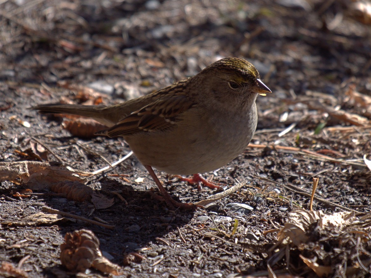 Golden-crowned Sparrow - ML117997601