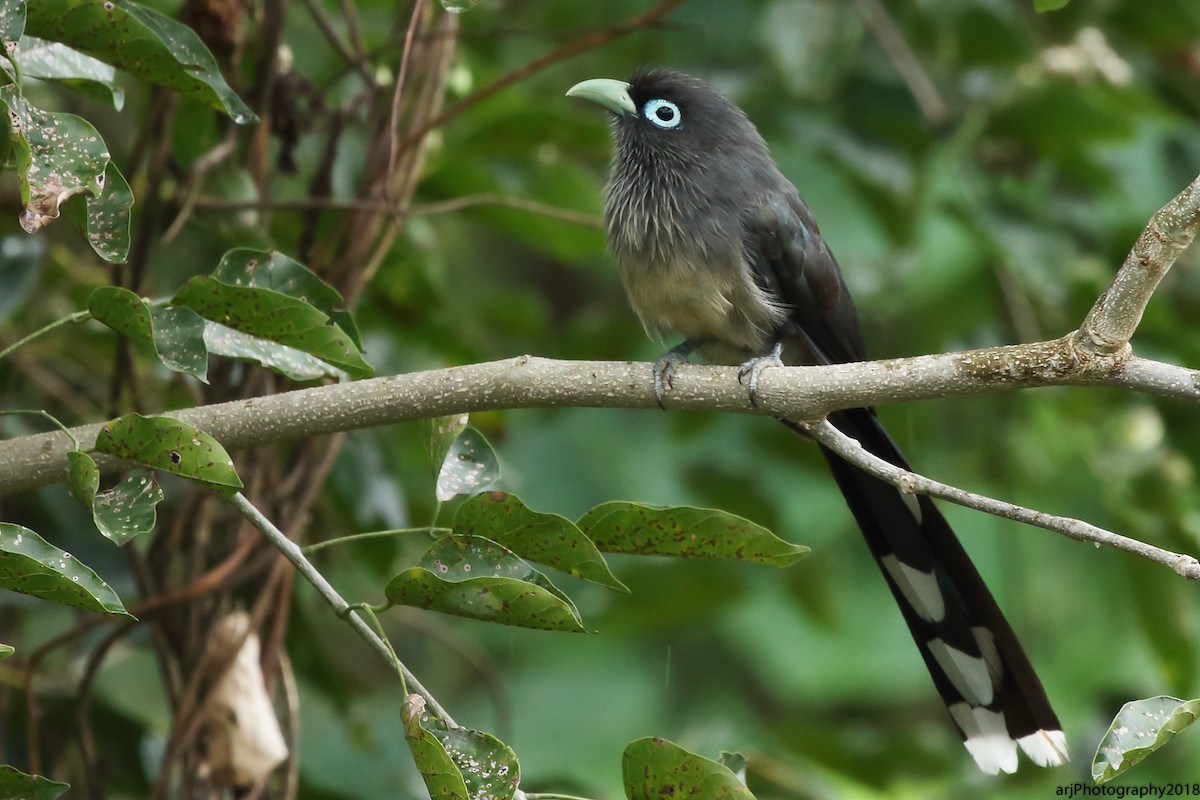 Blue-faced Malkoha - Rahul  Singh