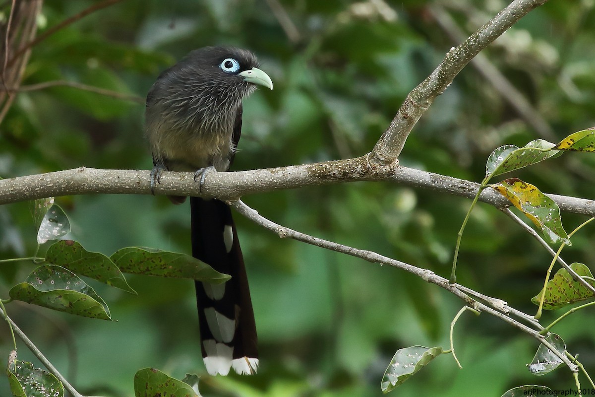 Blue-faced Malkoha - ML117997881