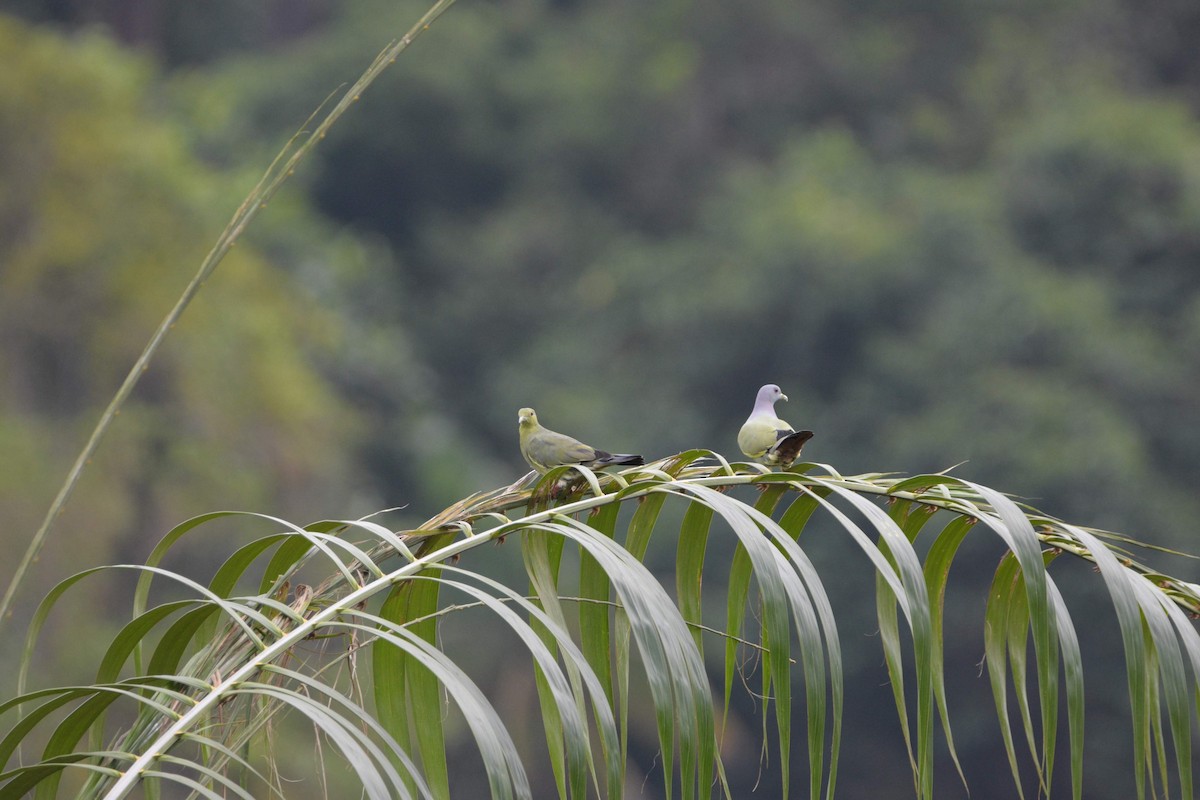 Pink-necked Green-Pigeon - ML117997951