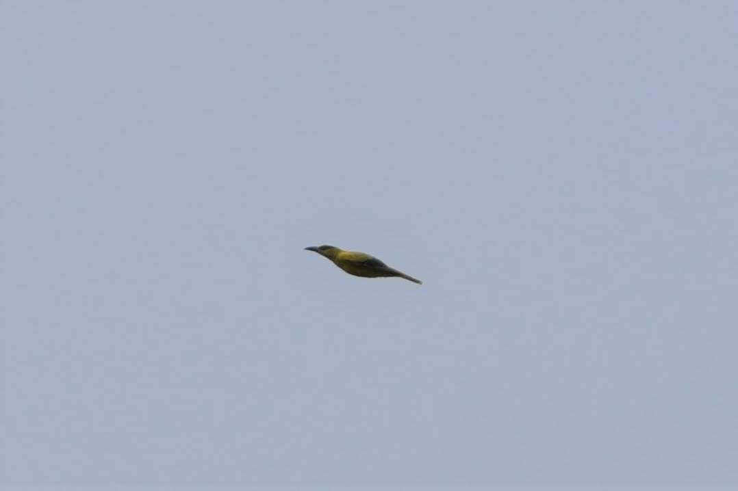 Black-naped Oriole - ML117998361