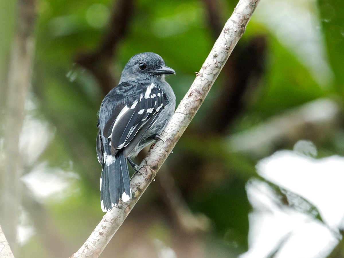 Amazonian Antshrike - Nick Athanas