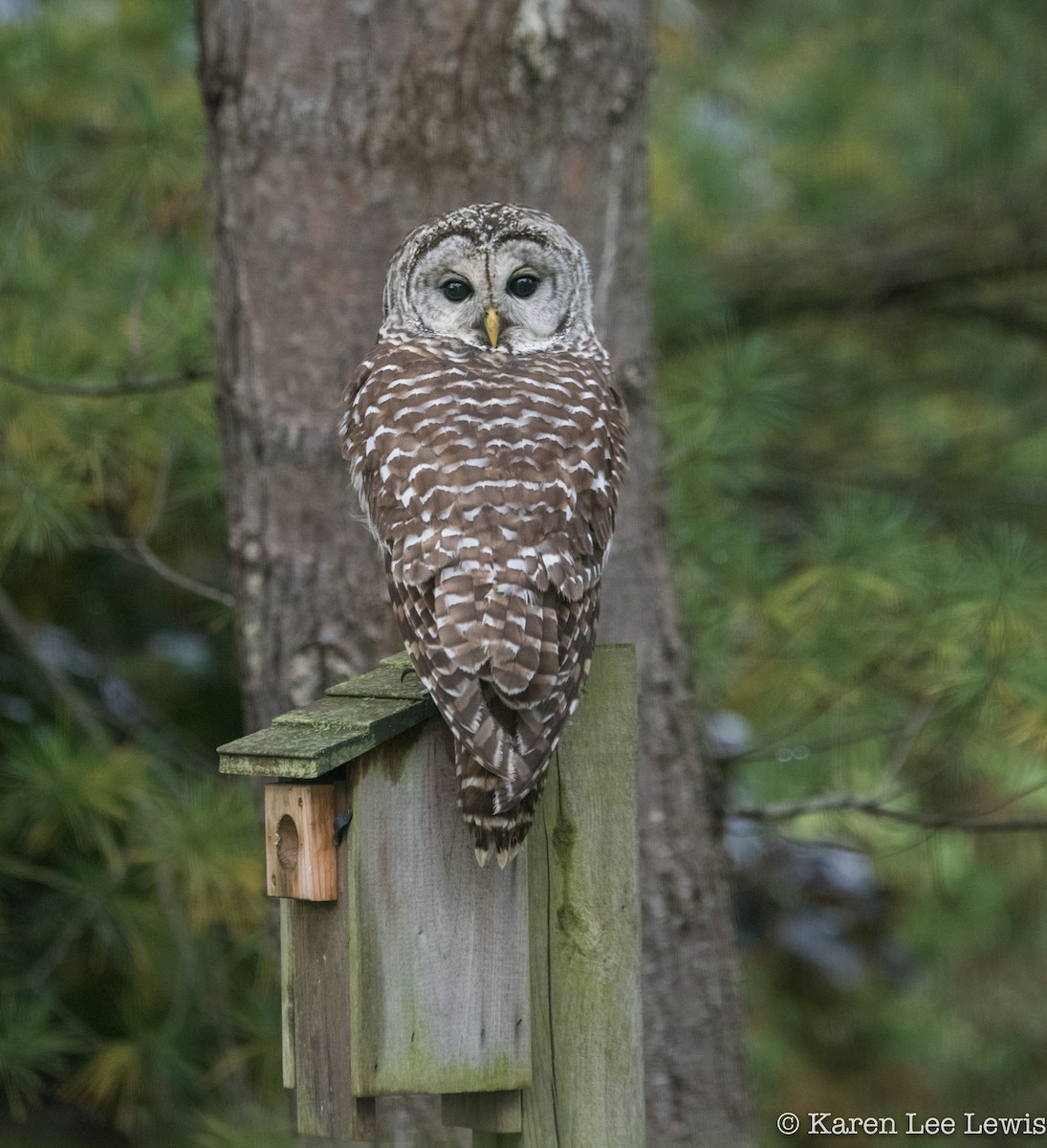 Barred Owl - Karen Lee Lewis