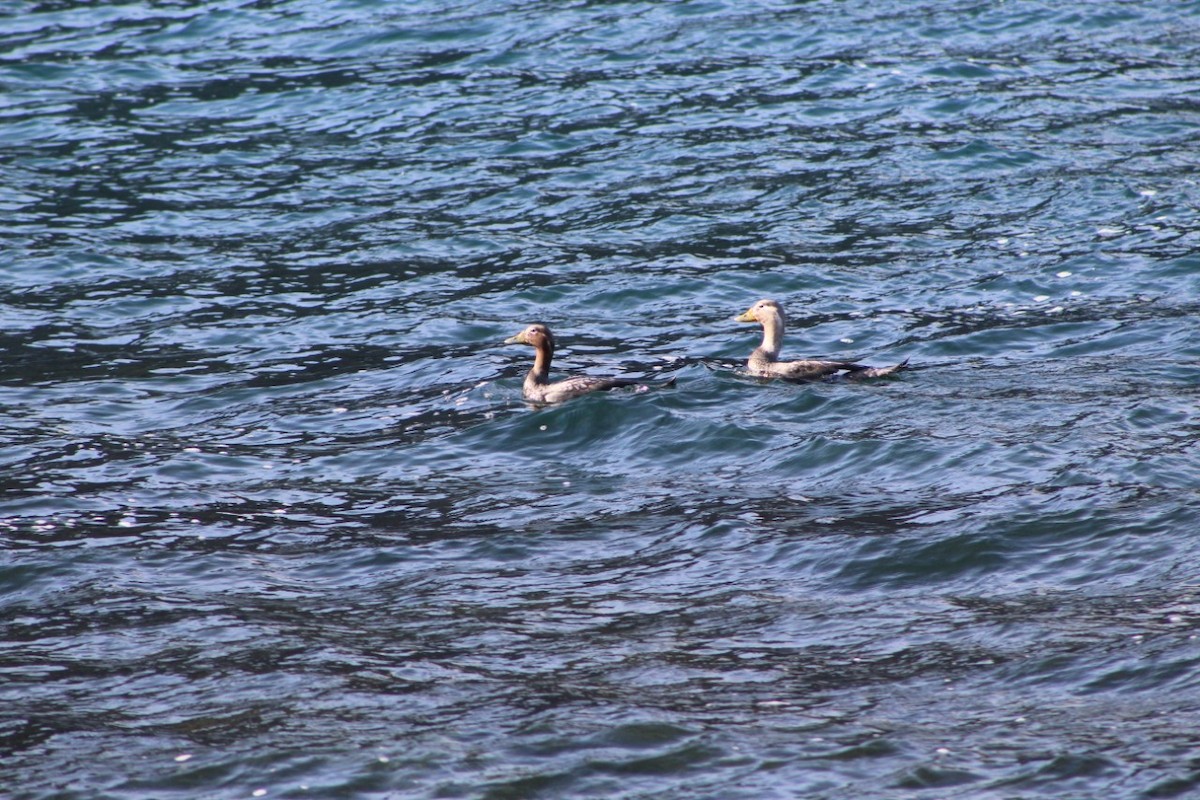 Flying Steamer-Duck - ML118001741