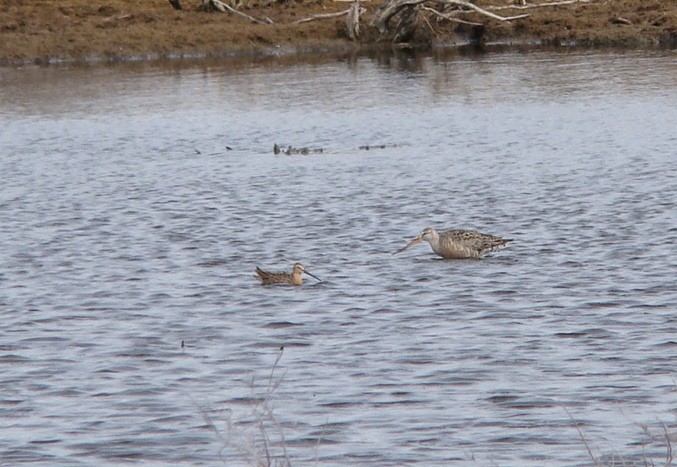 Marbled Godwit - ML118002001