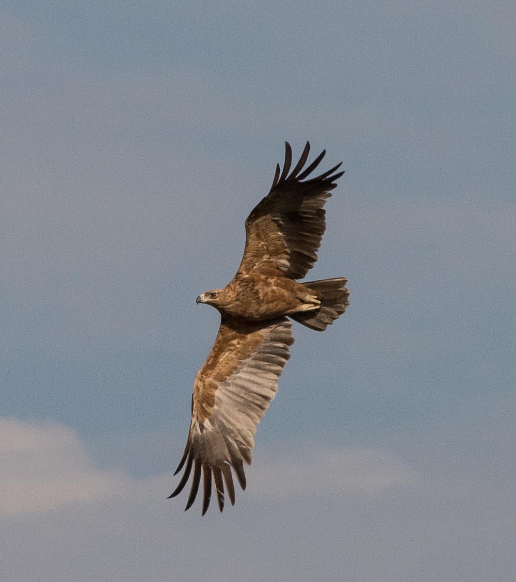 Águila Rapaz - ML118003411