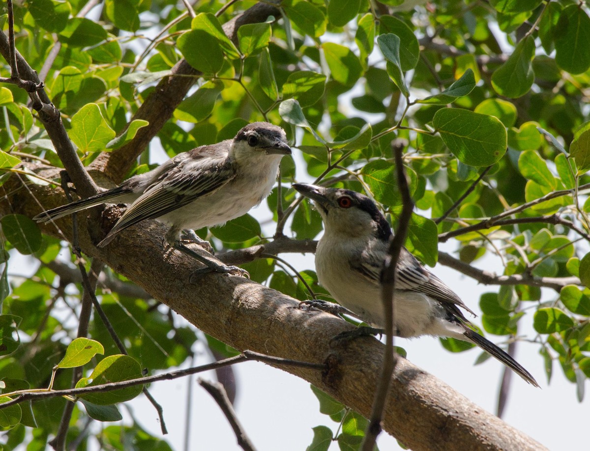 Black-backed Puffback - ML118003891