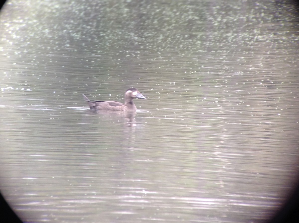 Surf Scoter - ML118003931