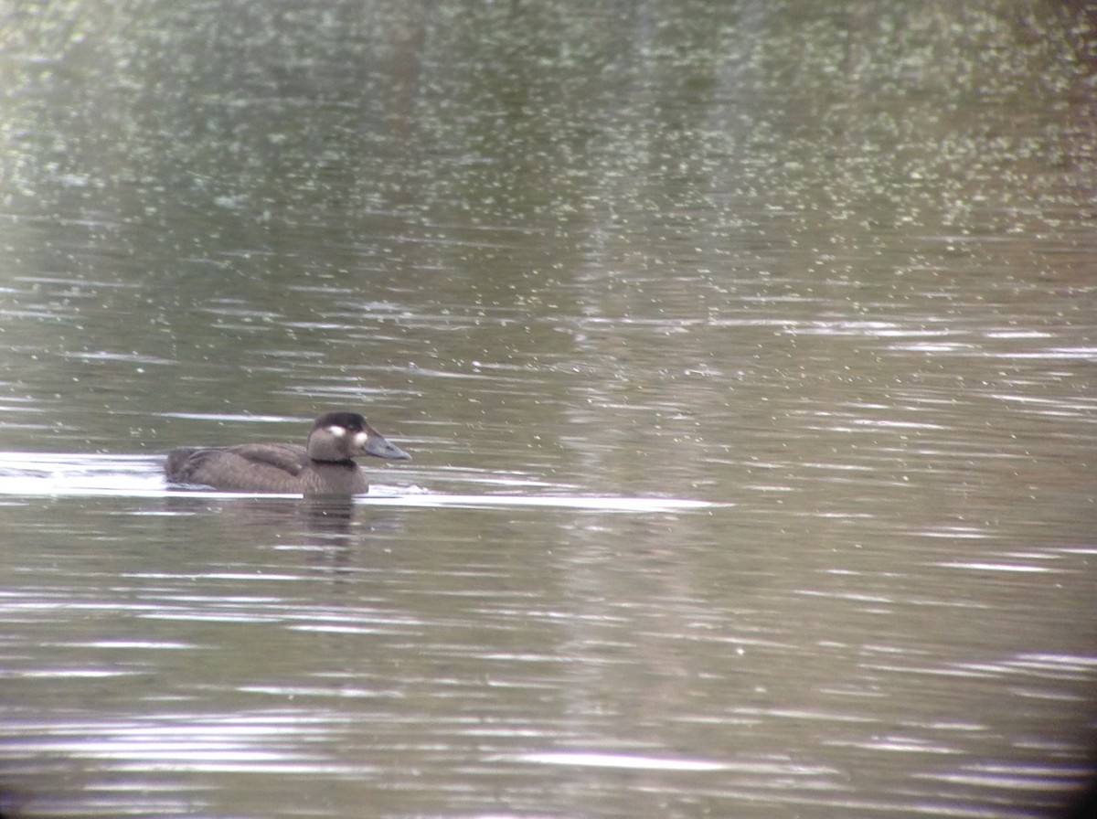 Surf Scoter - Michel Renaud COHL