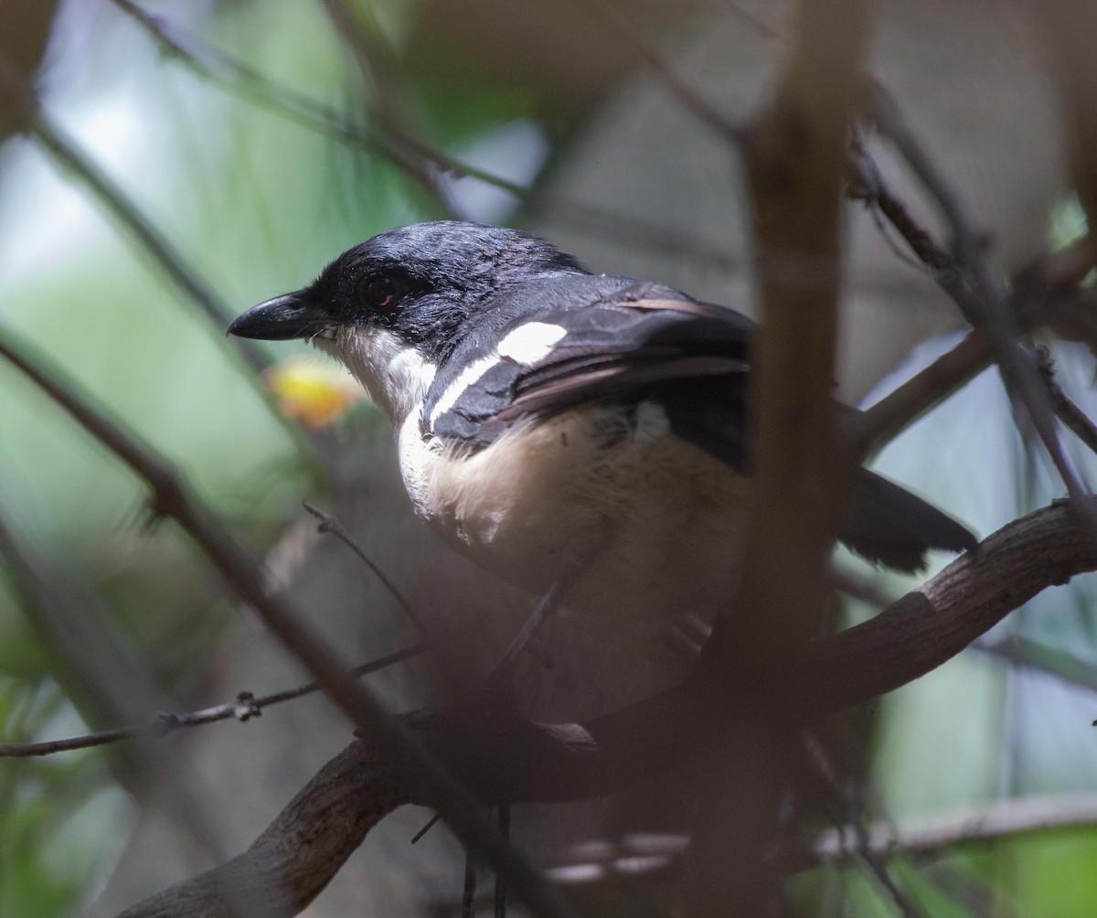 Tropical Boubou - ML118003991