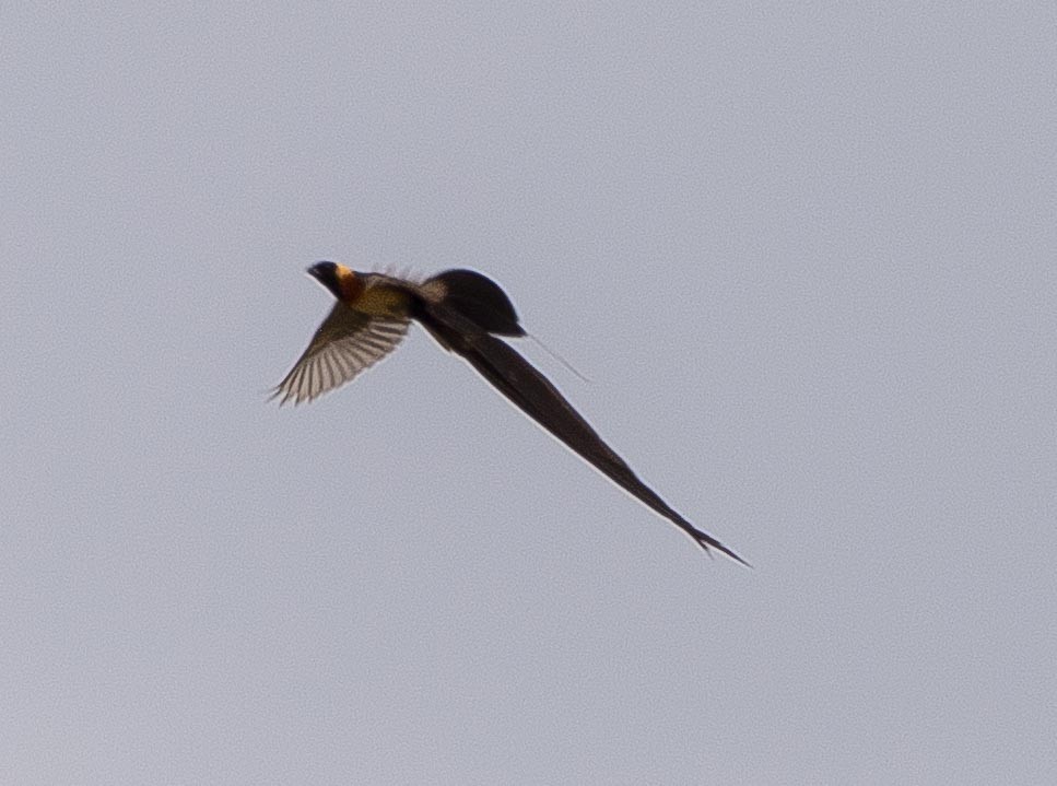 Eastern Paradise-Whydah - ML118004121