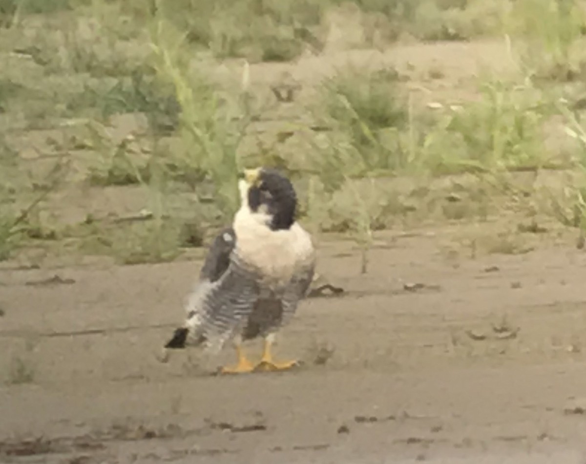 Peregrine Falcon - Clem Nilan