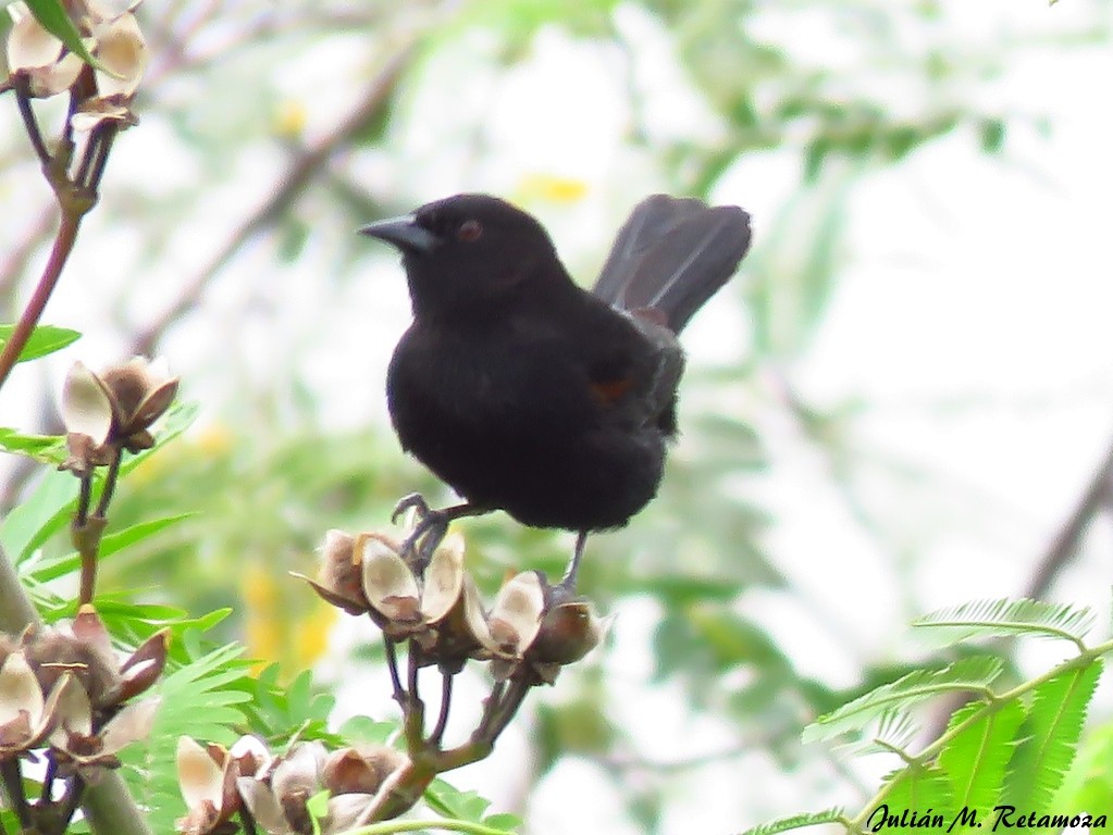 Variable Oriole - Julián Retamoza