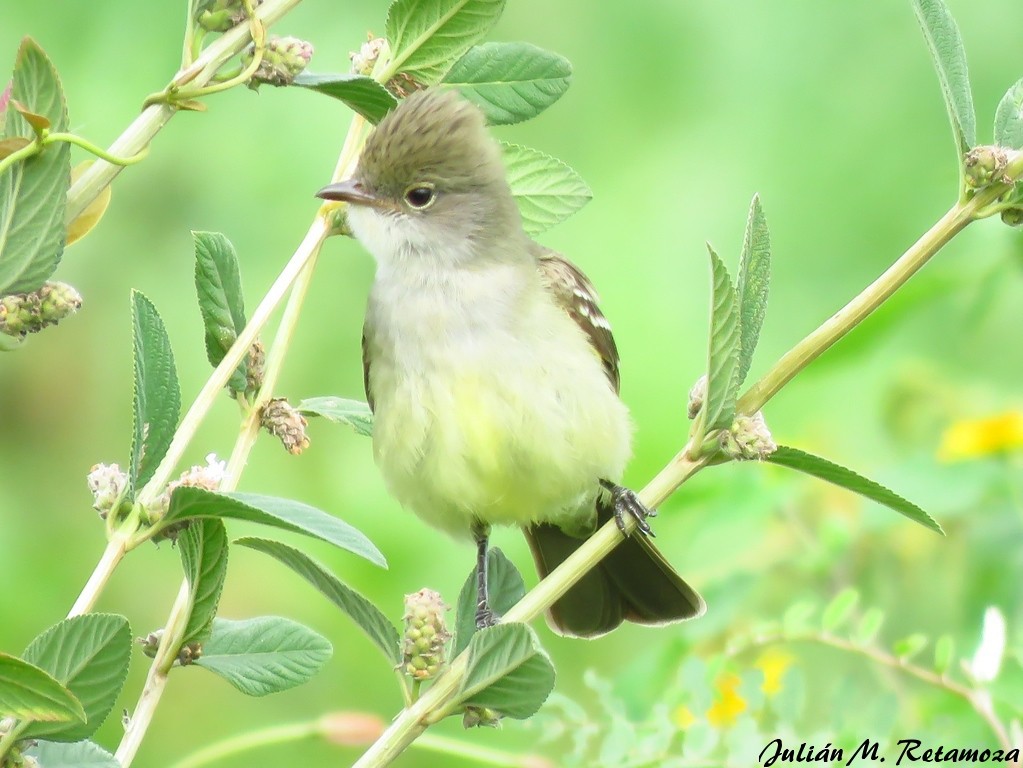 Large Elaenia - ML118004651