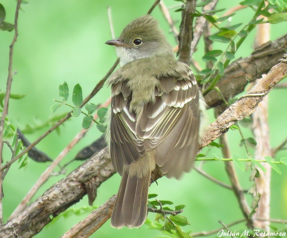 Large Elaenia - ML118004661